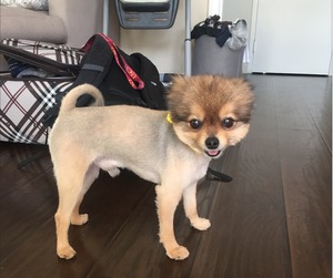 Safe Pomeranian in Rowland Heights, CA