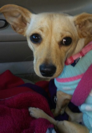 Safe Chihuahua in San Angelo, TX