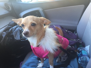 Safe Chihuahua in Monroe Township, NJ