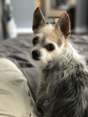 Safe Chihuahua in Chula Vista, CA