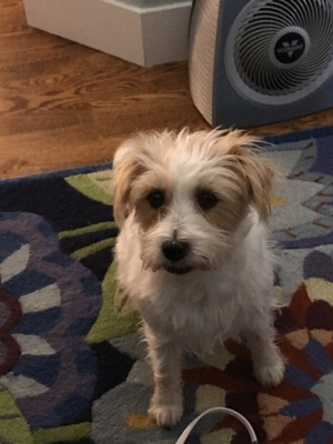 Safe Jack Russell Terrier in Dacono, CO