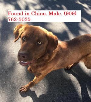 Safe Labrador Retriever in Chino, CA