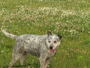 Safe Australian Cattle Dog in Whitewater, WI