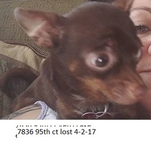 Safe Chihuahua in Vero Beach, FL US