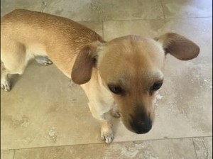 Safe Chihuahua in Temecula, CA