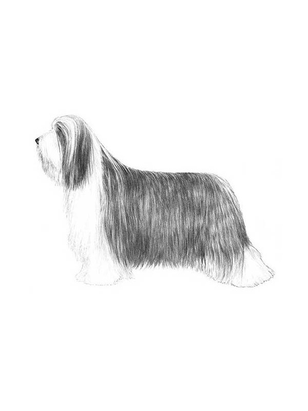Safe Bearded Collie in Desoto, TX