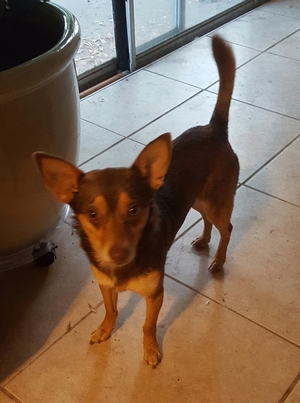 Safe Chihuahua in Brandon, FL