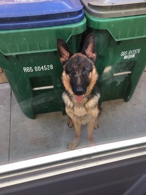 Safe German Shepherd Dog in Irvine, CA US
