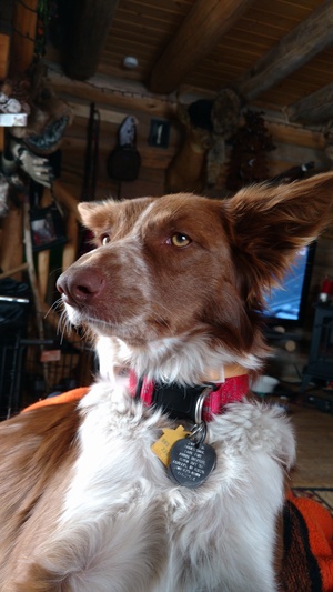 Safe Border Collie in Mackay, ID