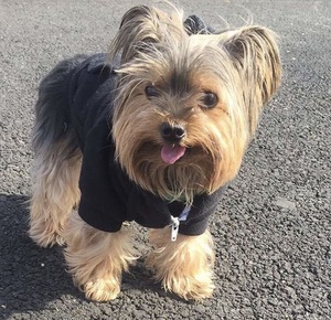 Safe Yorkshire Terrier in Uniondale, NY
