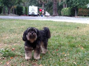 Safe Havanese in Rogue River, OR
