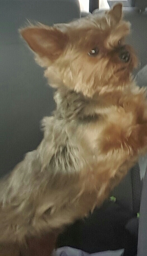Safe Yorkshire Terrier in White City, OR