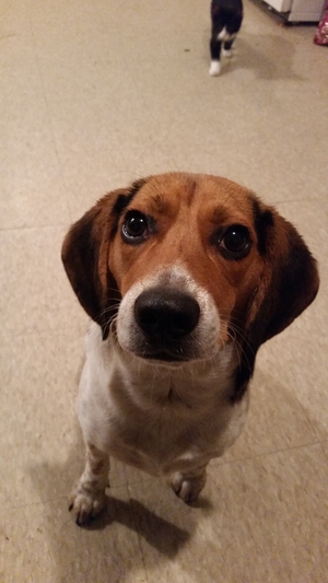 Safe Beagle in Macon, GA