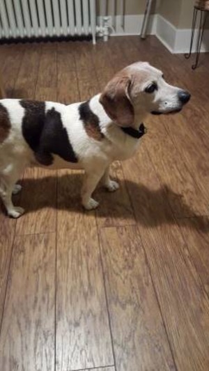 Safe Beagle in Pittsburgh, PA
