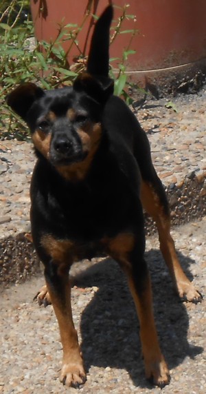 Safe Miniature Pinscher in Pearcy, AR