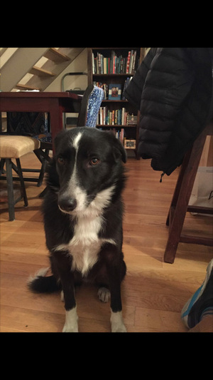 Safe Border Collie in Brooklyn, NY
