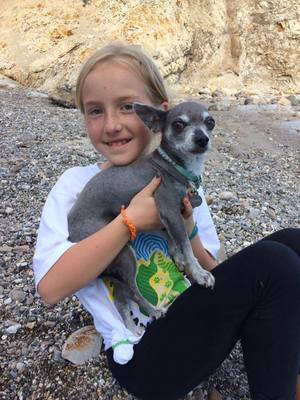 Safe Chihuahua in San Luis Obispo, CA