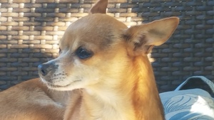 Safe Chihuahua in San Pedro, CA