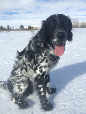 Safe English Setter in Moores Hill, IN