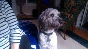 Safe Soft Coated Wheaten Terrier in Hope Mills, NC
