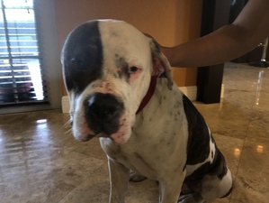 Safe American Bulldog in Homestead, FL