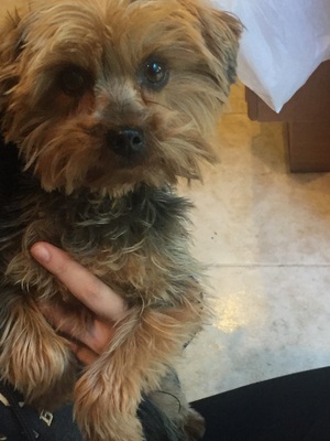 Safe Yorkshire Terrier in Brentwood, CA