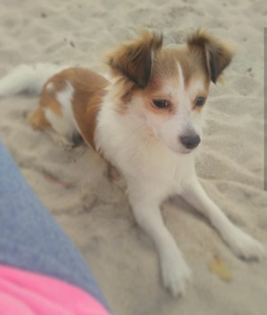 Safe Chihuahua in Pompano Beach, FL