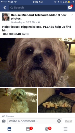 Safe Yorkshire Terrier in Mabank, TX