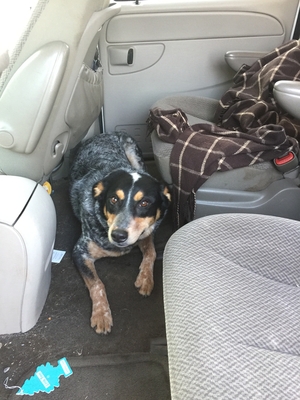 Safe Australian Cattle Dog in New Oxford, PA