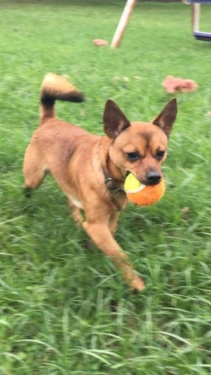 Safe Chihuahua in Burleson, TX