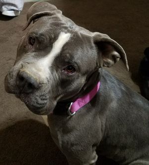 Safe Pit Bull in Apple Valley, CA