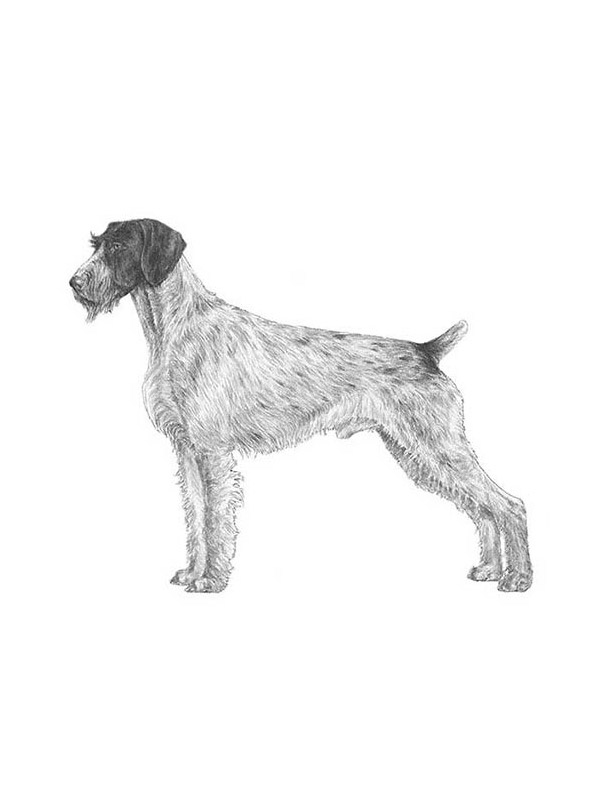 Safe German Wirehaired Pointer in Gonvick, MN