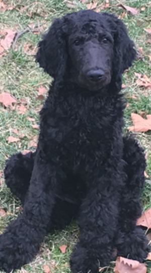 Safe Poodle in McKeesport, PA