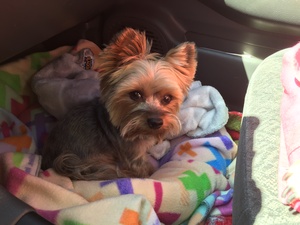 Safe Yorkshire Terrier in Tolleson, AZ