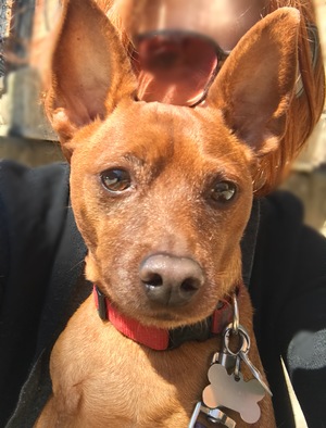 Safe Miniature Pinscher in Brooklyn, NY