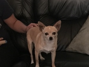 Safe Chihuahua in Moreno Valley, CA