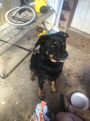 Safe Rottweiler in Titusville, PA