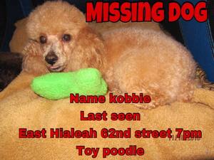 Safe Poodle in Hialeah, FL