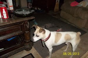 Safe Jack Russell Terrier in Horn Lake, MS