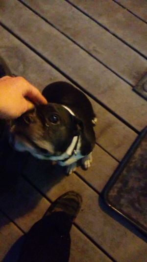 Safe French Bulldog in Salem, OH