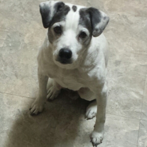 Safe Jack Russell Terrier in Tulsa, OK