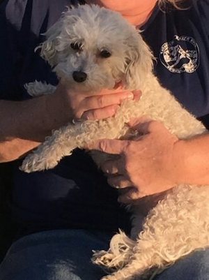 Safe Poodle in Norco, CA