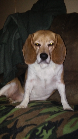 Safe Beagle in Nanticoke, PA