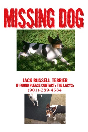 Safe Jack Russell Terrier in Memphis, TN