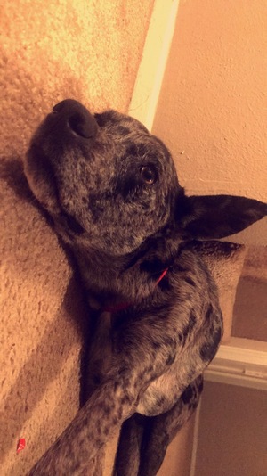 Safe Catahoula Leopard in Fort Worth, TX