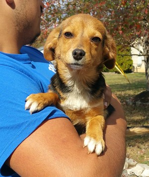 Safe Chihuahua in Seymour, TN