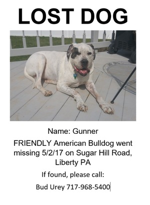 Safe American Bulldog in Liberty, PA