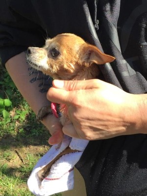 Safe Chihuahua in Waynesboro, VA