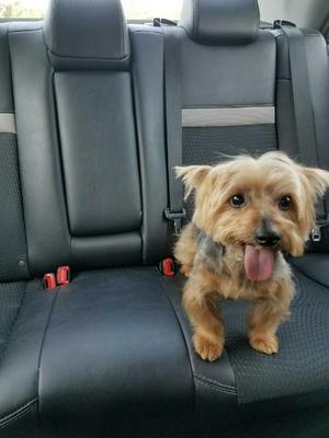 Safe Yorkshire Terrier in Kissimmee, FL
