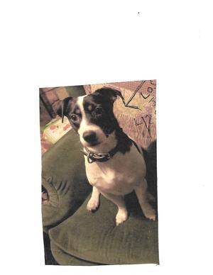 Safe Jack Russell Terrier in Duvall, WA